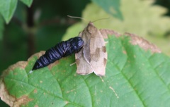 Choristoneura hebenstreitella