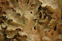 Notoparmelia erumpens