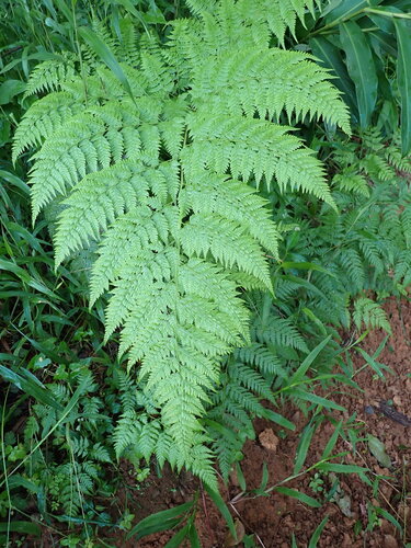 Calochlaena straminea observed 2026-04-11