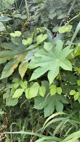 Ricinus communis observed 2026-06-10