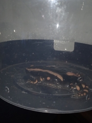 Phrynomantis bifasciatus