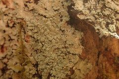 Notoparmelia erumpens