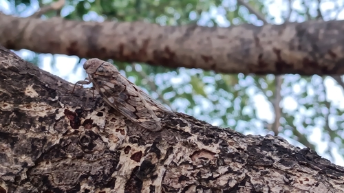 Asianopleura octoguttata