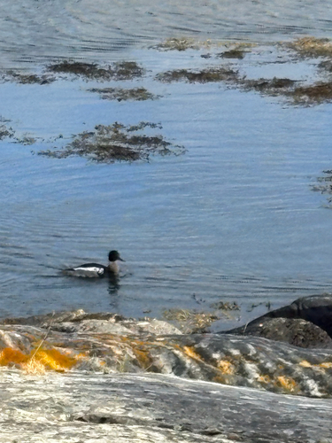 Red-breasted Merganser