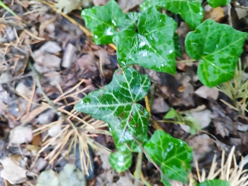common ivy