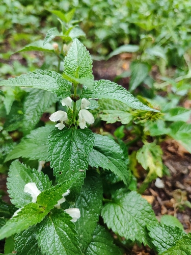 White deadnettle