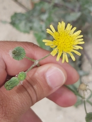 Sonchus oleraceus