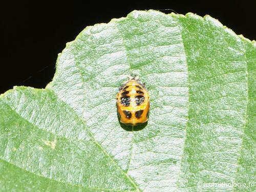 Asian Lady Beetle