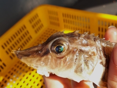 Podothecus accipenserinus