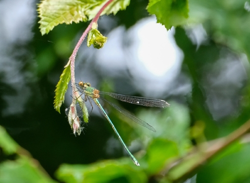 Western Willow Spreadwing