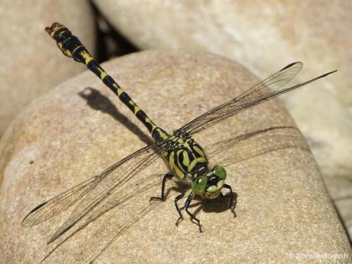 Small Pincertail