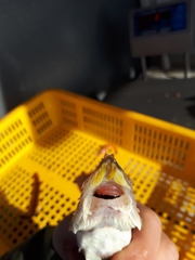 Podothecus accipenserinus