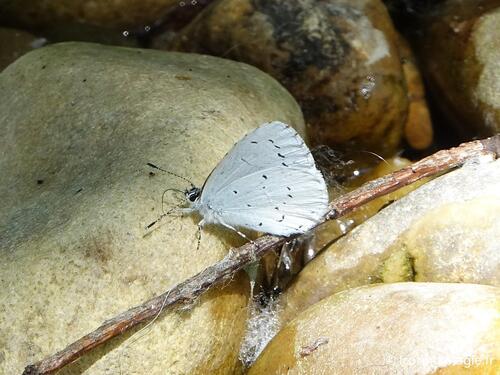 Holly Blue
