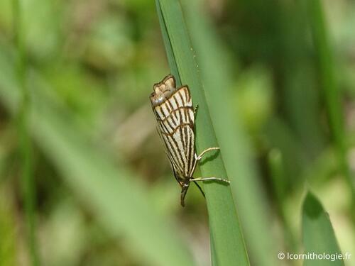 Dusky Grass-veneer