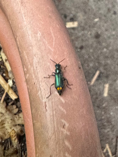 Gelbstirniger Warzenkäfer