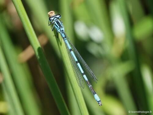 Azure Damselfly