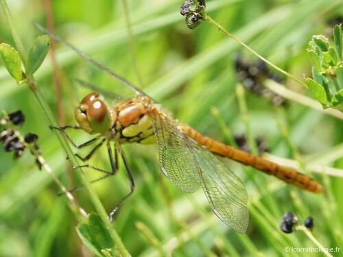 Common Darter