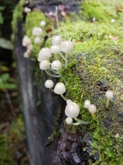 Mycena subviscosa