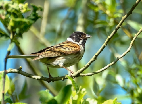 Reed Bunting