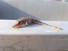 Podothecus accipenserinus