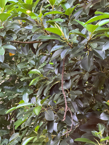 Ficus platypoda observed 2026-06-09