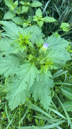 Nicandra physalodes observed 2026-06-10