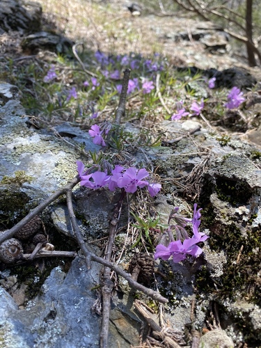 Phlox subulata