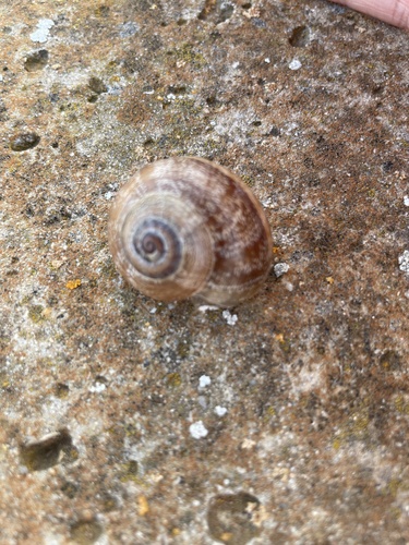 Spanish Snail