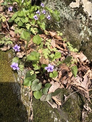 Viola rostrata