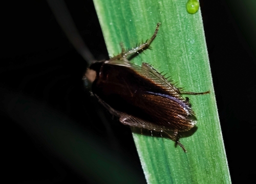 Scalida latiusvittata