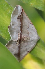 Drepanogynis mixtaria