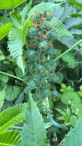 Ricinus communis observed 2026-06-10