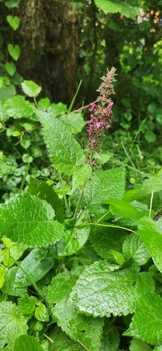 hedge woundwort