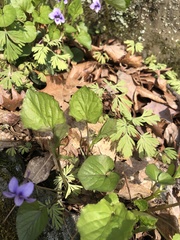 Viola rostrata