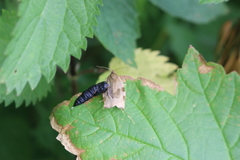 Choristoneura hebenstreitella