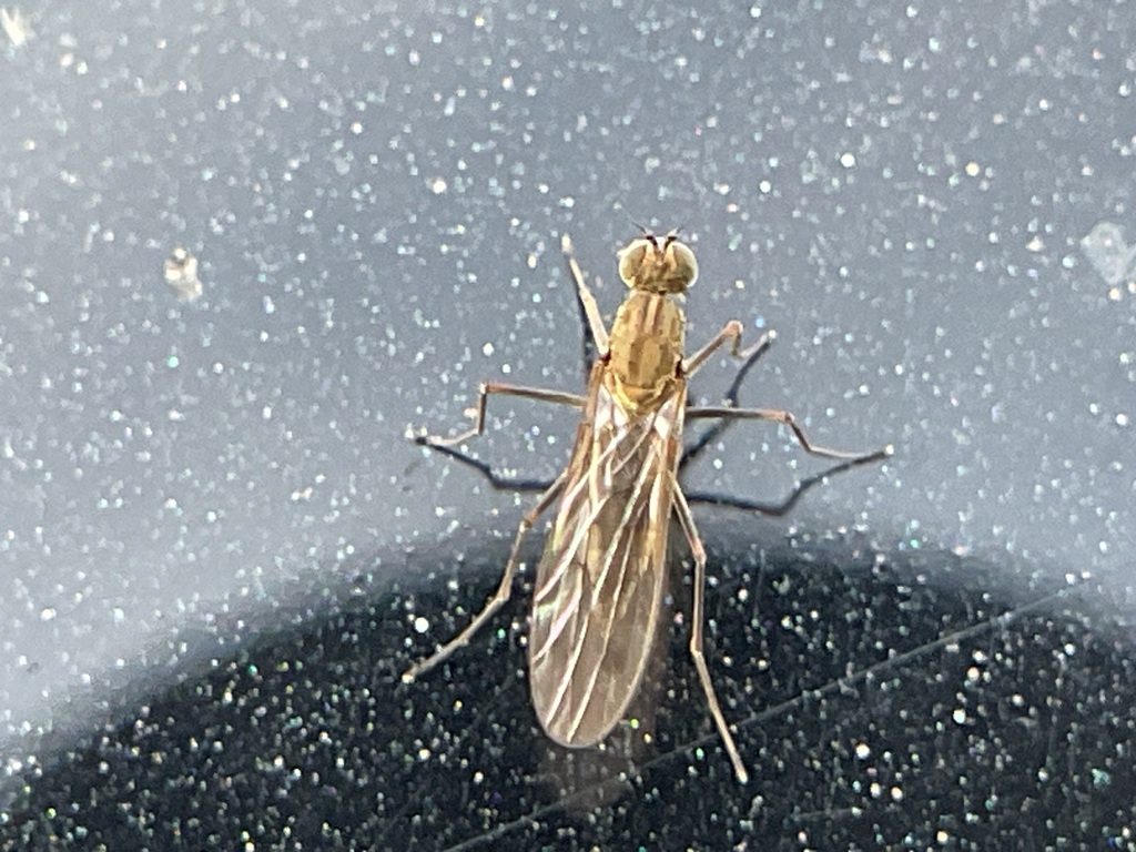 Clinocera stagnalis