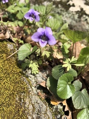 Viola rostrata