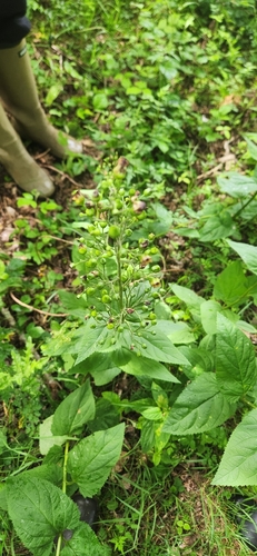Common Figwort