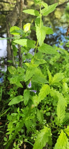 Marsh Skullcap