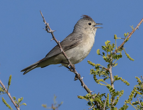 Leiothlypis luciae