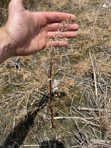 Rorippa sessiliflora, photograph 4
