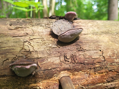 Fomitopsis rosea