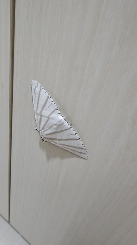 Urapteroides astheniata