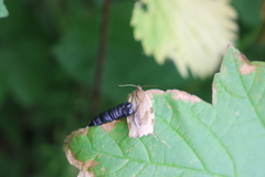 Choristoneura hebenstreitella