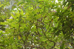 Pouteria caimito