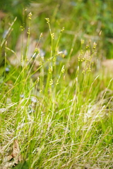 Carex alba