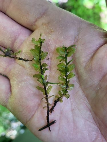 River Thyme Moss