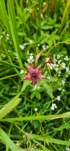 marsh cinquefoil