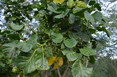 Polyscias macgillivrayi