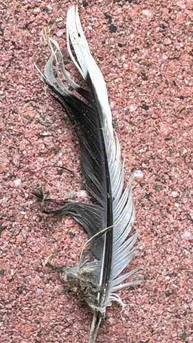 Mourning Dove